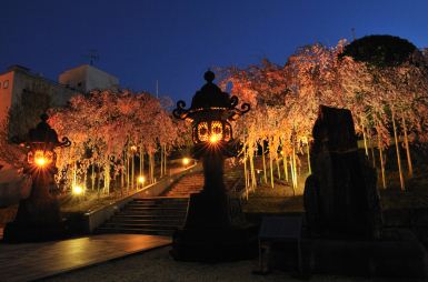 佐佳枝廼社の「しだれ桜」Part 2 佐佳枝廼社の「しだれ桜」Part 2